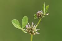 Trifolium glomeratum