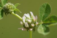 Trifolium glomeratum