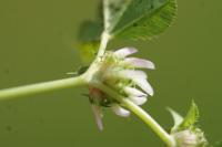 Trifolium glomeratum