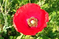 Papaver rhoeas
