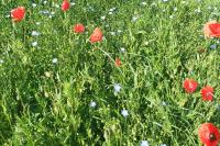 Papaver rhoeas