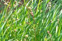 Poterium sanguisorba