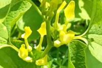 Aristolochia clematitis