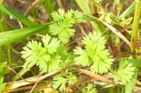 Aphanes arvensis