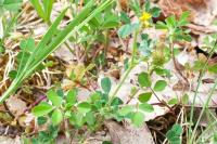 Medicago minima