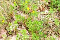 Trifolium campestre