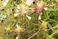 Melampyrum cristatum