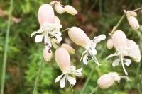 Silene vulgaris