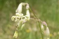 Silene nutans