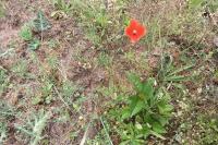 Papaver dubium