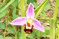 Ophrys apifera