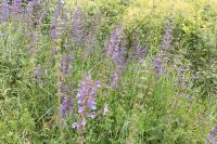Salvia pratensis