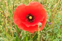 Papaver rhoeas