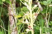 Himantoglossum hircinum
