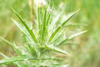 Carthamus lanatus