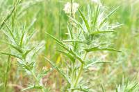 Carthamus lanatus