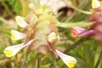 Melampyrum cristatum
