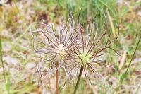 Pulsatilla vulgaris