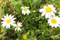 Anthemis cotula