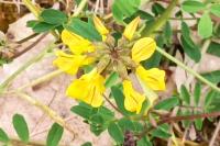 Hippocrepis comosa