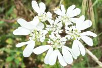 Orlaya grandiflora