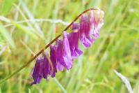 Vicia dasycarpa