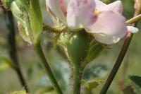 Rosa micrantha