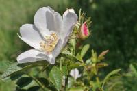 Rosa agrestis