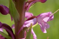 Gymnadenia pyrenaica