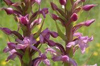 Gymnadenia pyrenaica