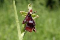 Ophrys insectifera