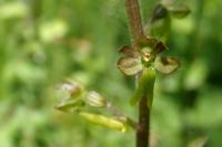 Neottia ovata