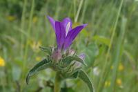 Campanula glomerata