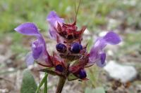 Prunella grandiflora