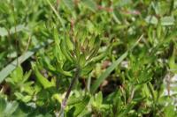 Teucrium montanum