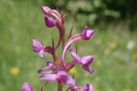 Gymnadenia conopsea
