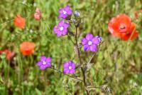 Legousia speculum-veneris