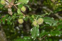 Fagus sylvatica