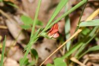 Lathyrus sphaericus