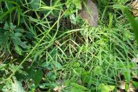 Peucedanum gallicum