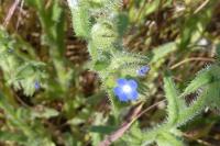Buglossoides arvensis