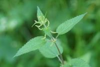 Urtica dioica