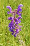 Salvia pratensis