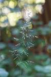 Poa pratensis