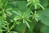 Galium aparine