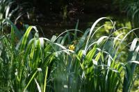 Iris pseudacorus