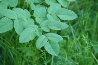 Angelica sylvestris