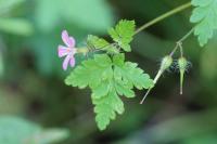Geranium robertianum