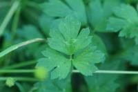 Ranunculus repens