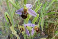 Ophrys apifera